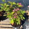Hydrangea serrata 'Avelroz' - Saagjas hortensia 'Avelroz' C5/5L